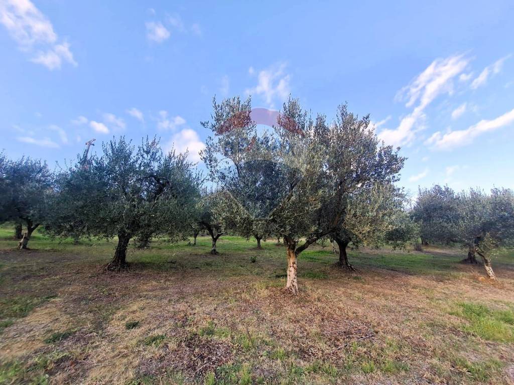 immagine annuncio 5 di 9