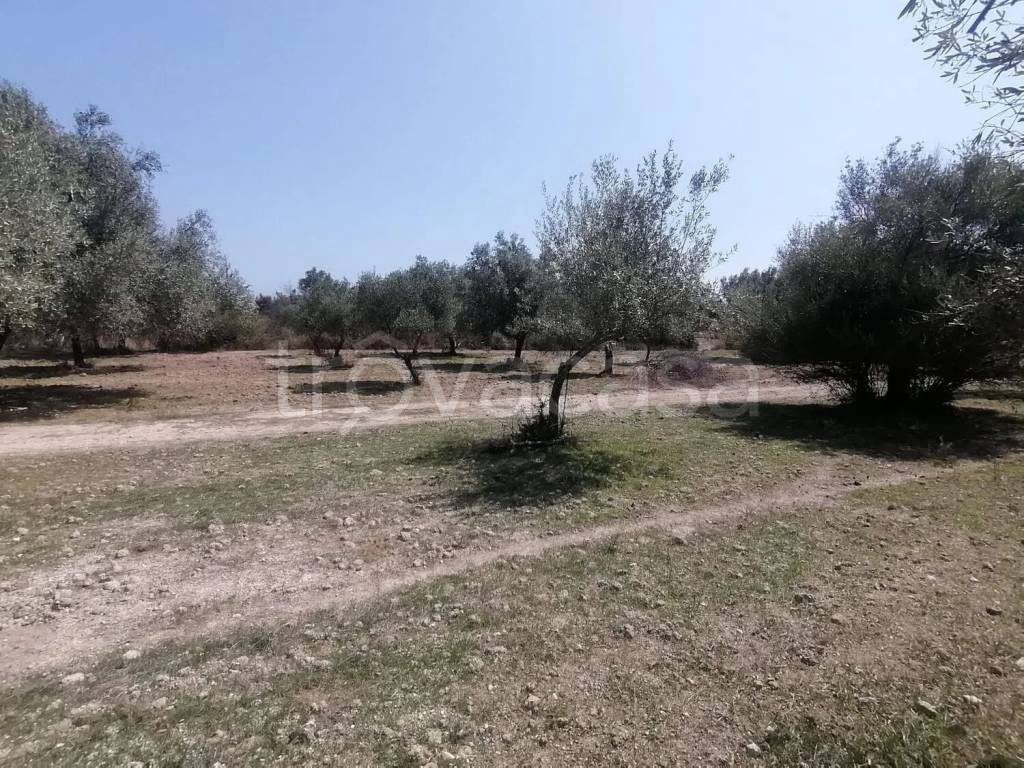 immagine annuncio 3 di 7