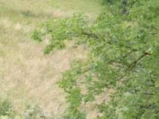 Terreno agricolo all'asta a gorno via prealpina inferiore