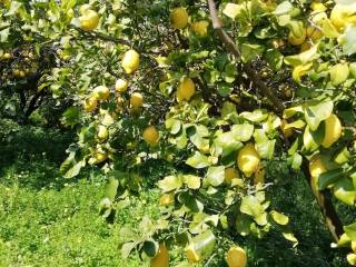 Terreno agricolo in vendita a santa lucia del mela contrada cesita