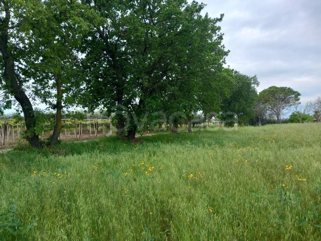 immagine annuncio 4 di 8