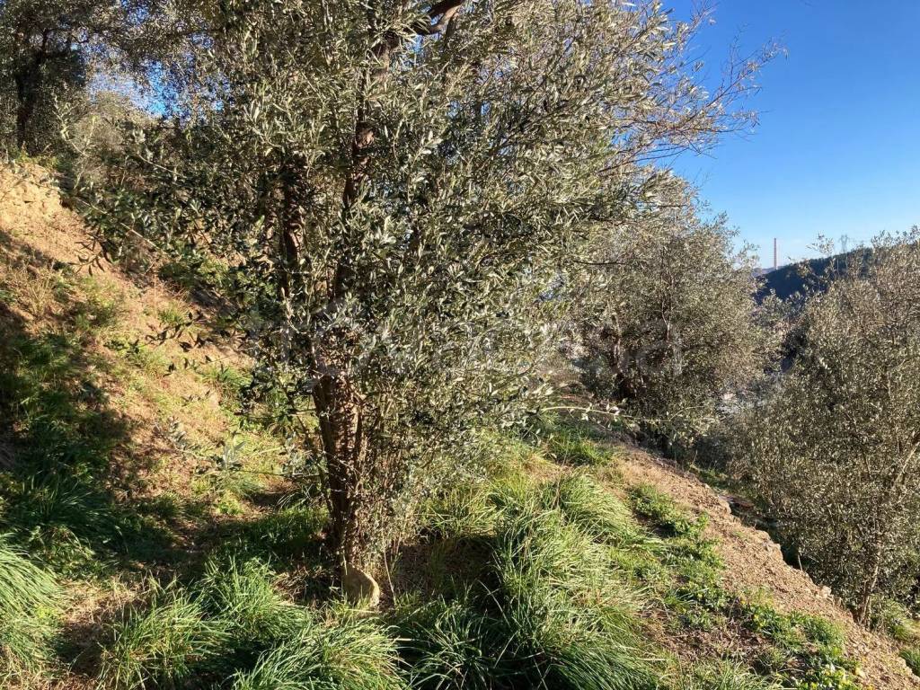 immagine annuncio 10 di 11