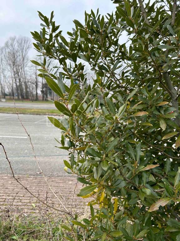 immagine annuncio 3 di 4