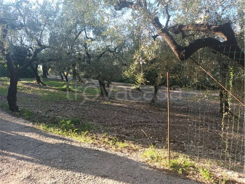immagine annuncio 2 di 13