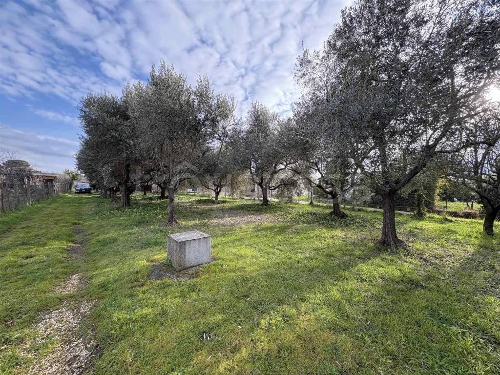 immagine annuncio 1 di 12