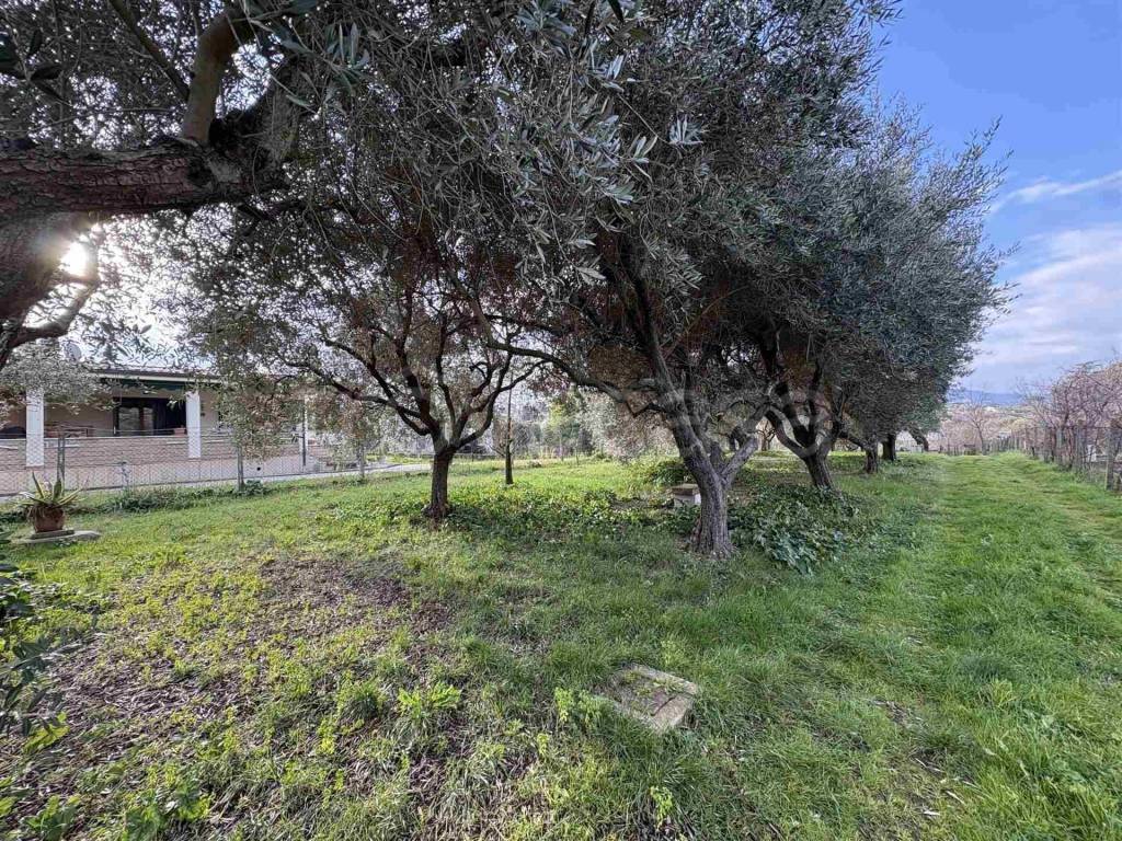 immagine annuncio 2 di 12
