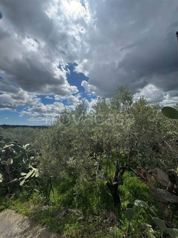 immagine annuncio 9 di 14