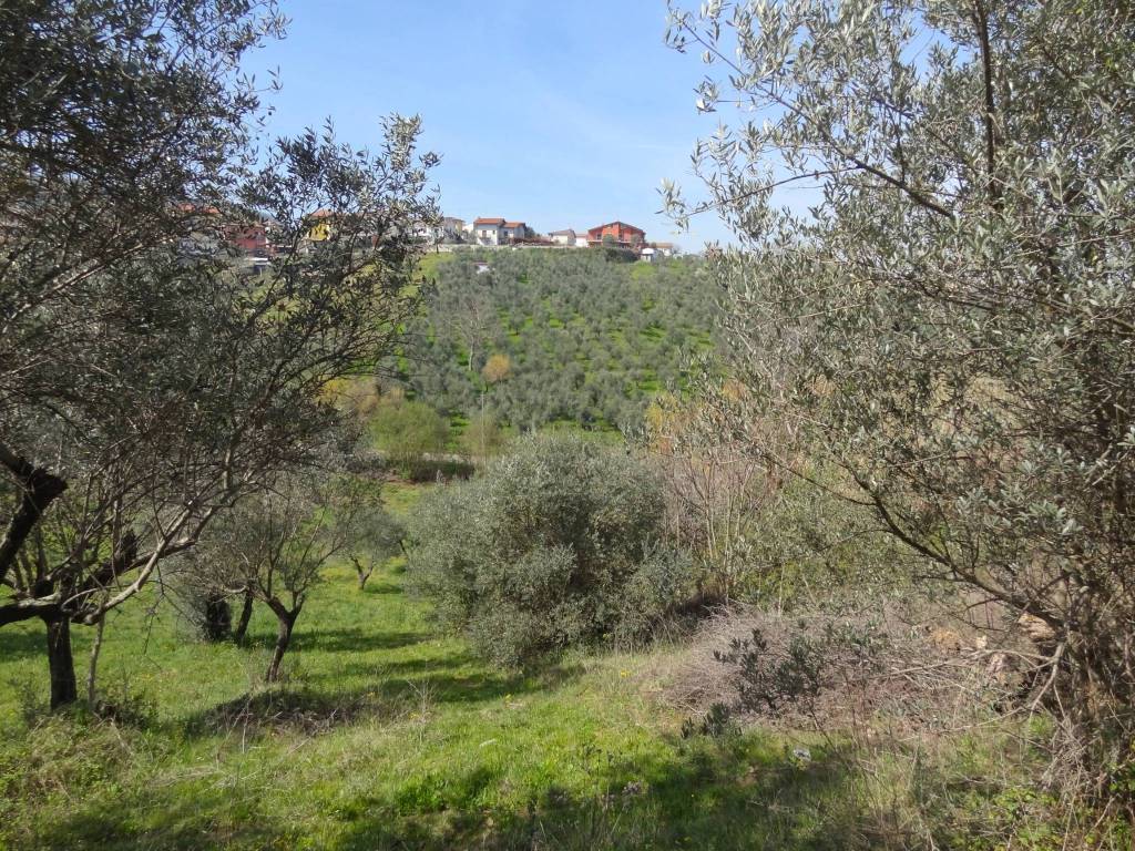 immagine annuncio 5 di 8