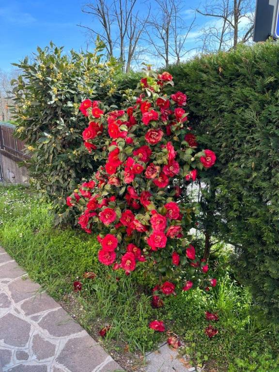 immagine annuncio 9 di 15