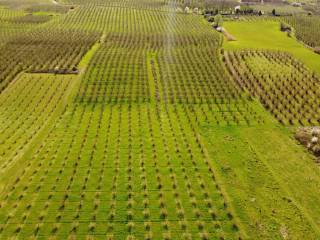 Terreno agricolo in vendita a roddi località toetto