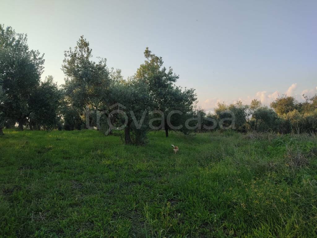immagine annuncio 5 di 13