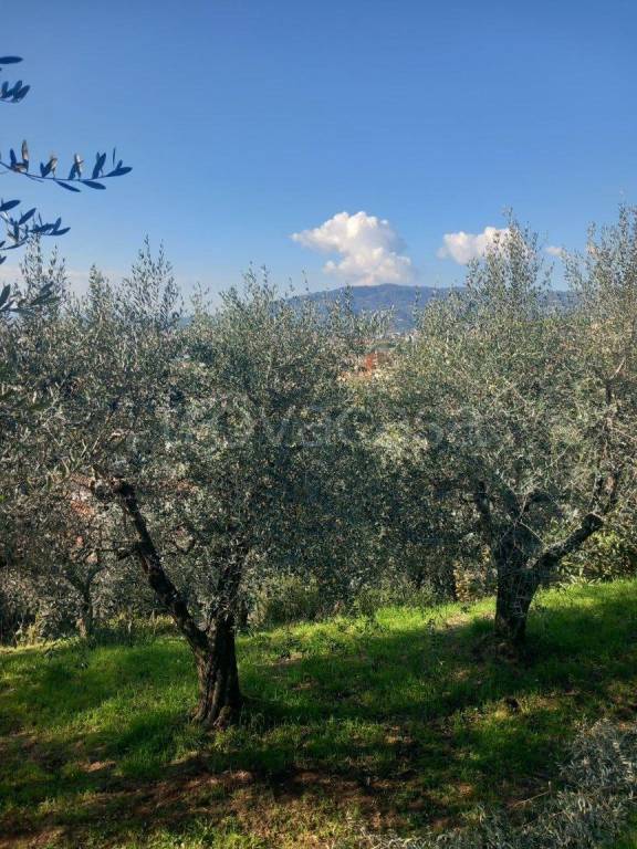 immagine annuncio 2 di 7