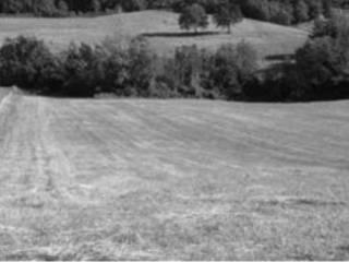 Terreno agricolo all'asta a pergola strada provinciale della val cesano