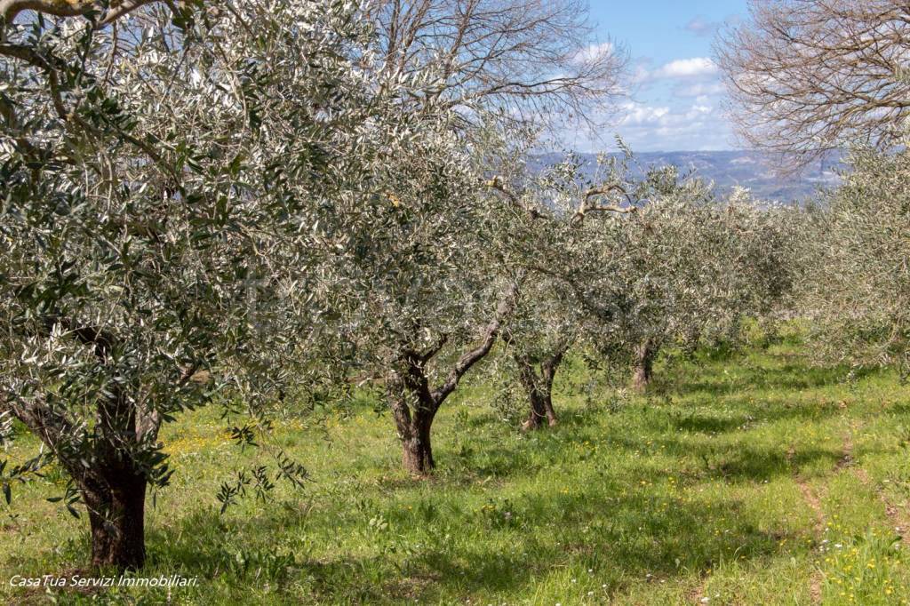 immagine annuncio 5 di 11