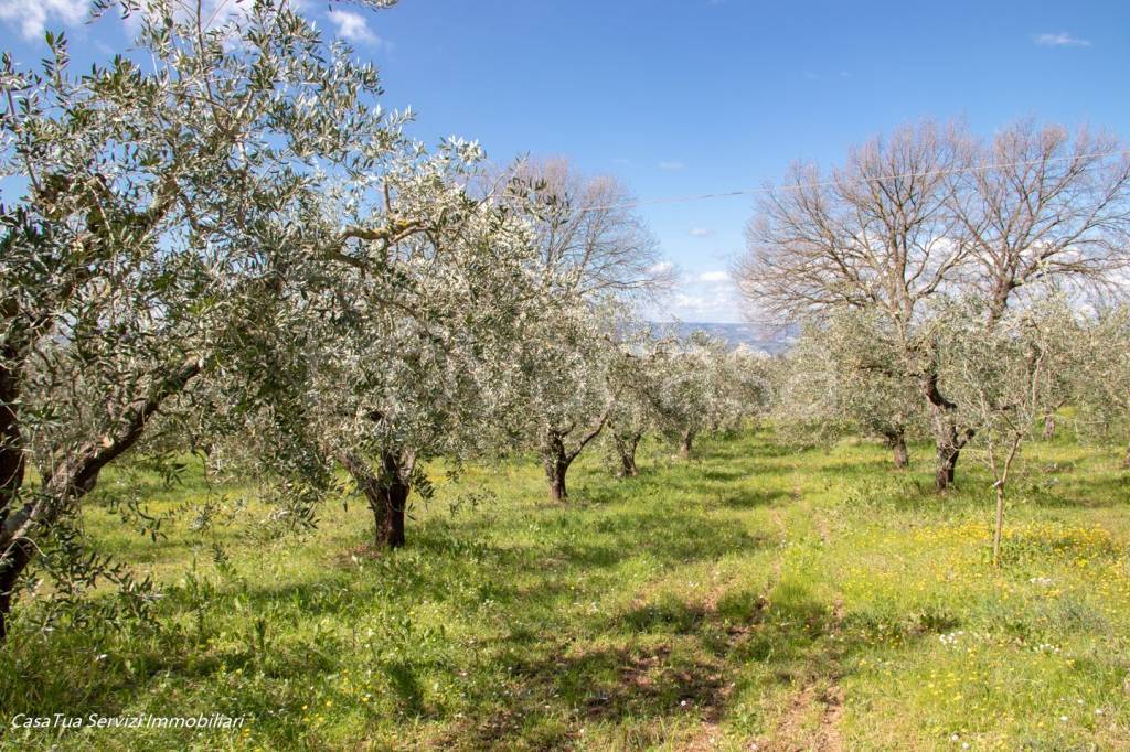 immagine annuncio 6 di 11