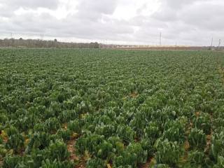 Terreno agricolo in vendita a trani strada vicinale capirro