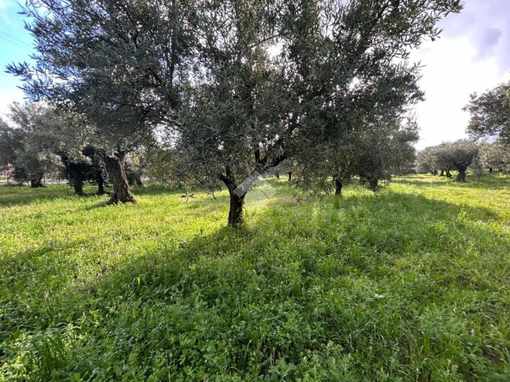 immagine annuncio 1 di 8