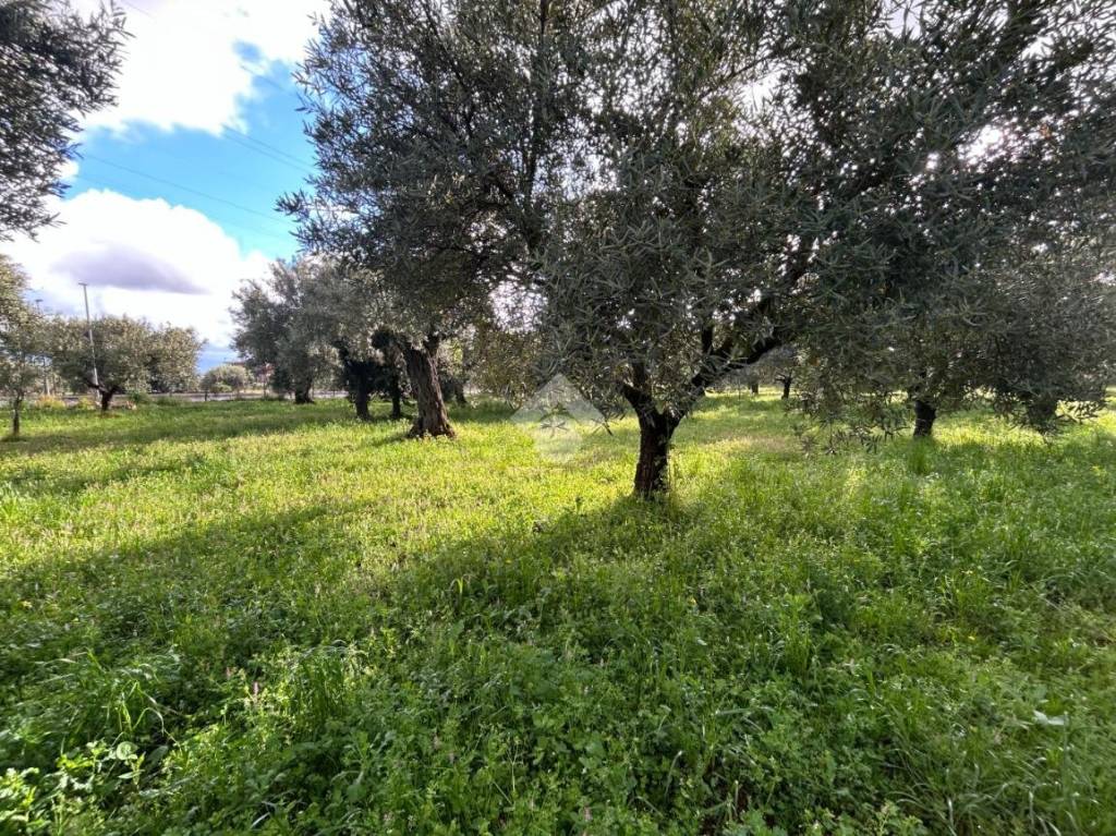 immagine annuncio 2 di 8