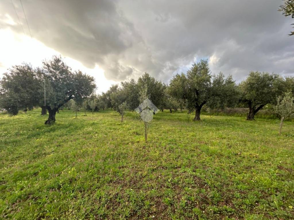 immagine annuncio 3 di 8
