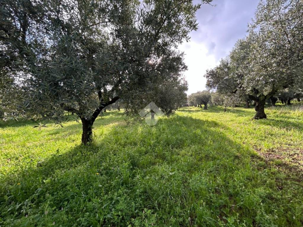 immagine annuncio 6 di 8