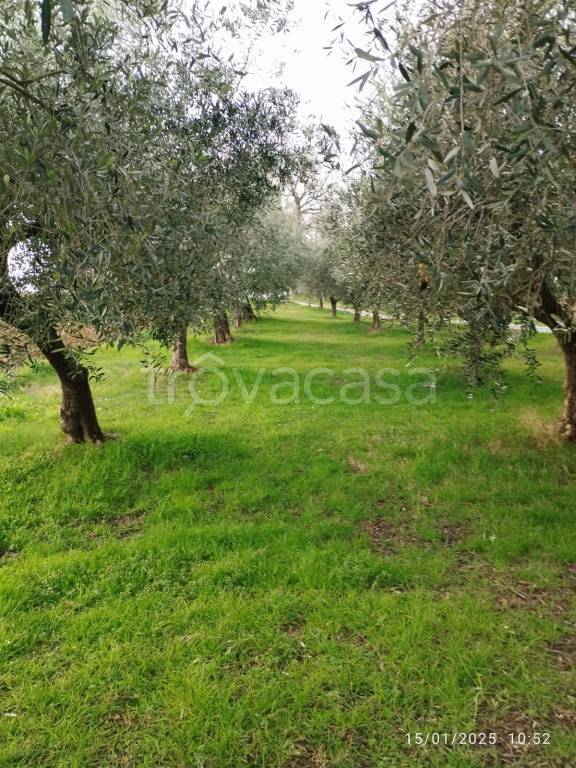 immagine annuncio 3 di 6