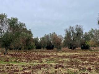 Terreno agricolo in vendita a san michele salentino contrada signoranna