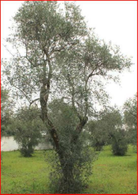 immagine annuncio 9 di 11