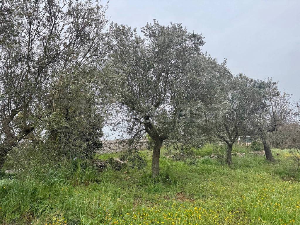 immagine annuncio 4 di 14