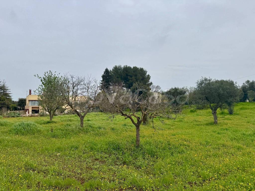 immagine annuncio 8 di 14