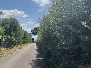 Terreno agricolo in vendita a montecorvino pugliano via piemonte
