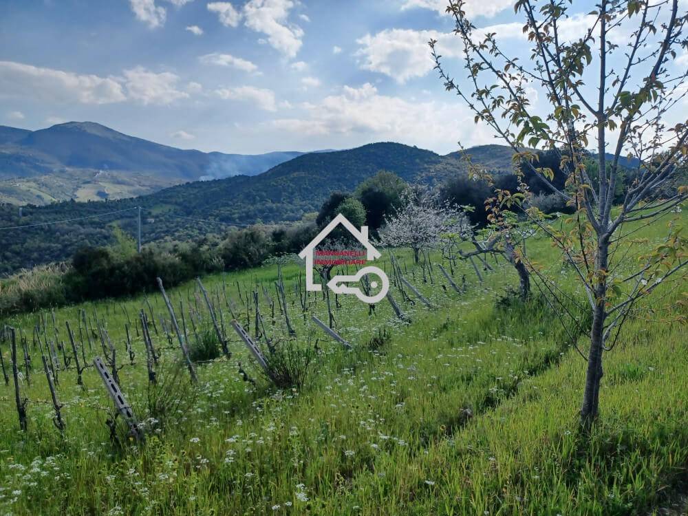 immagine annuncio 5 di 13