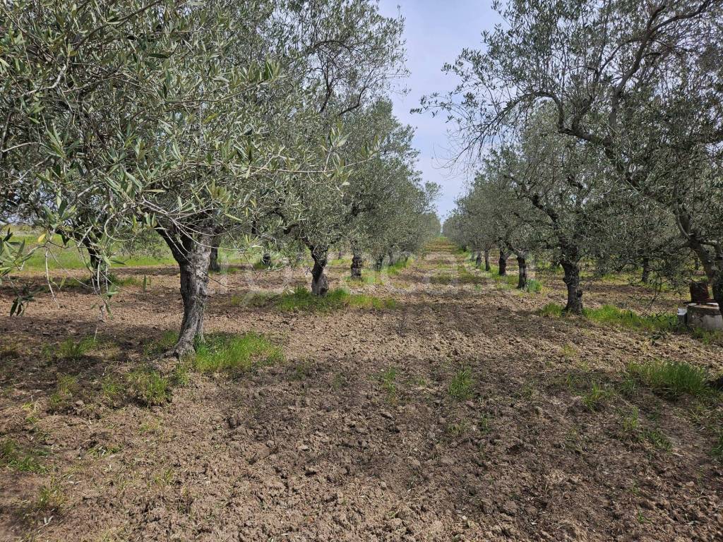 immagine annuncio 3 di 9