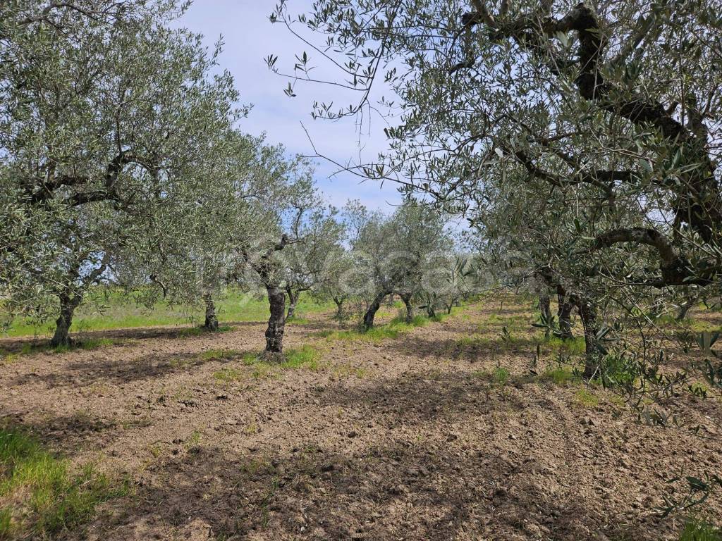 immagine annuncio 5 di 9