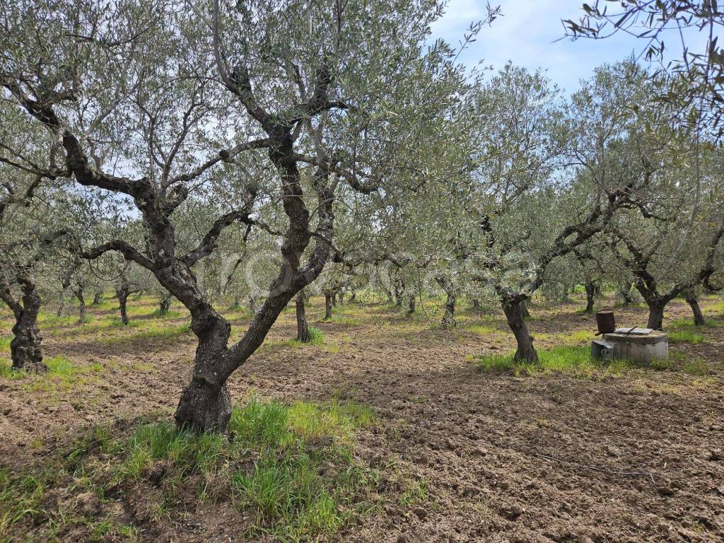 immagine annuncio 6 di 9