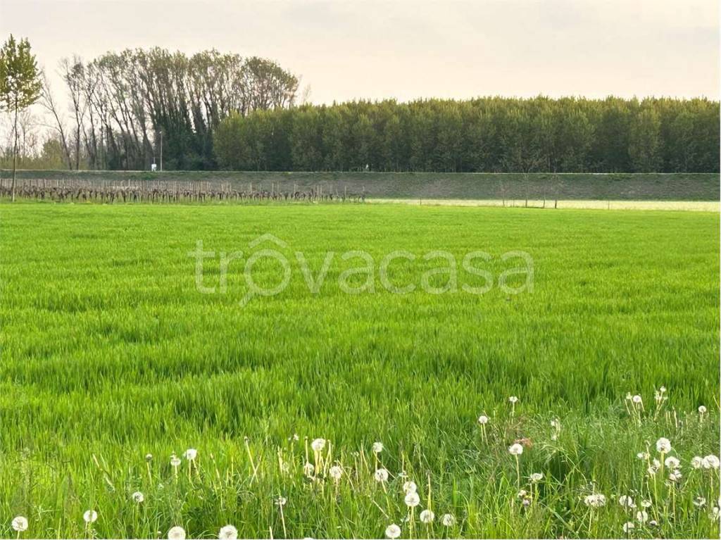 immagine annuncio 3 di 7
