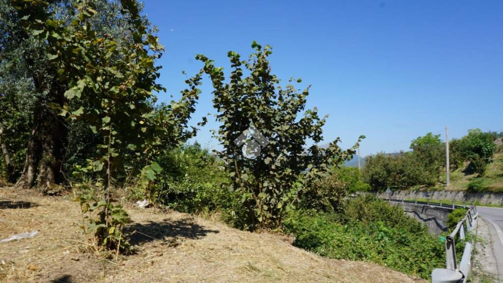 immagine annuncio 5 di 14