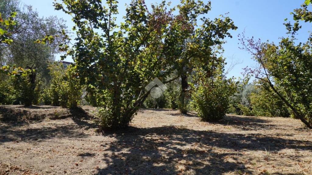 immagine annuncio 6 di 14