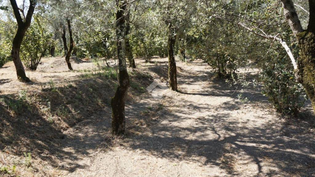 immagine annuncio 11 di 14