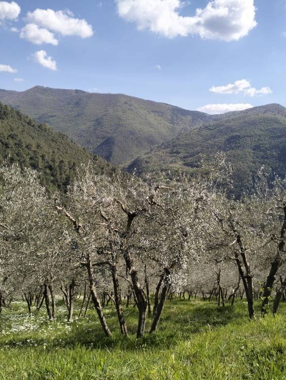 immagine annuncio 7 di 11