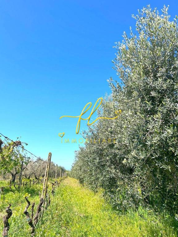 immagine annuncio 9 di 14