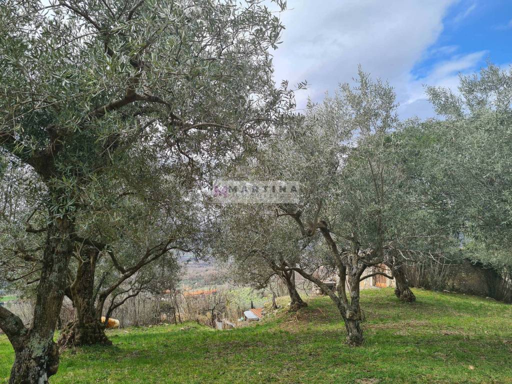 immagine annuncio 3 di 9