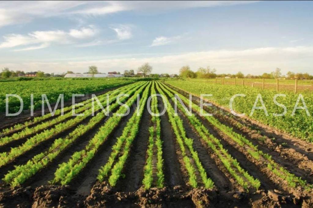 terreno agricolo in vendita a Mirandola