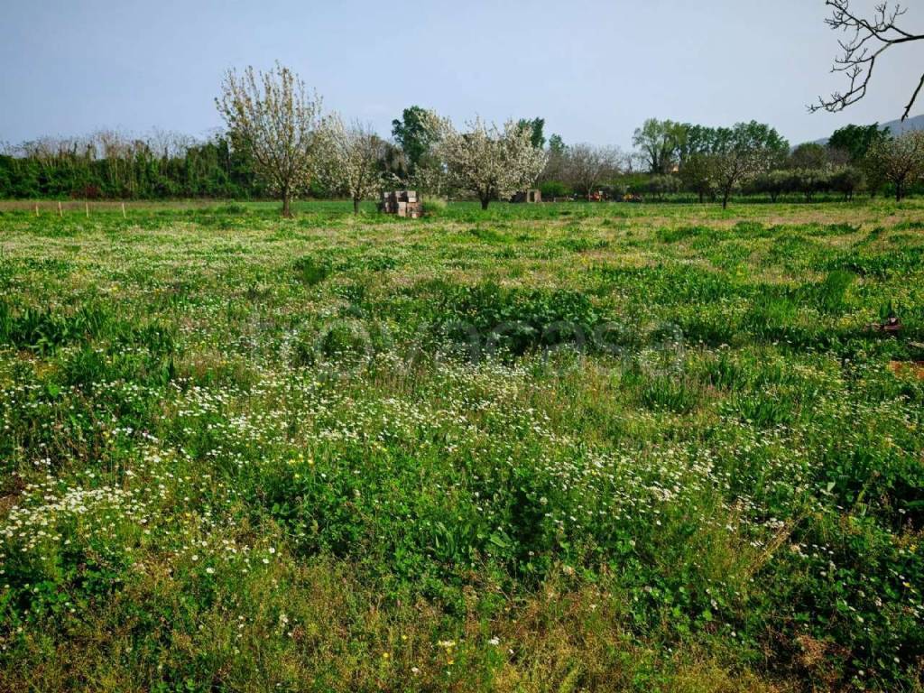 immagine annuncio 6 di 8