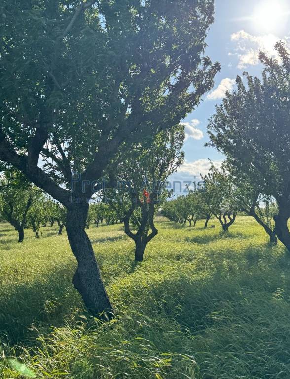immagine annuncio 3 di 9