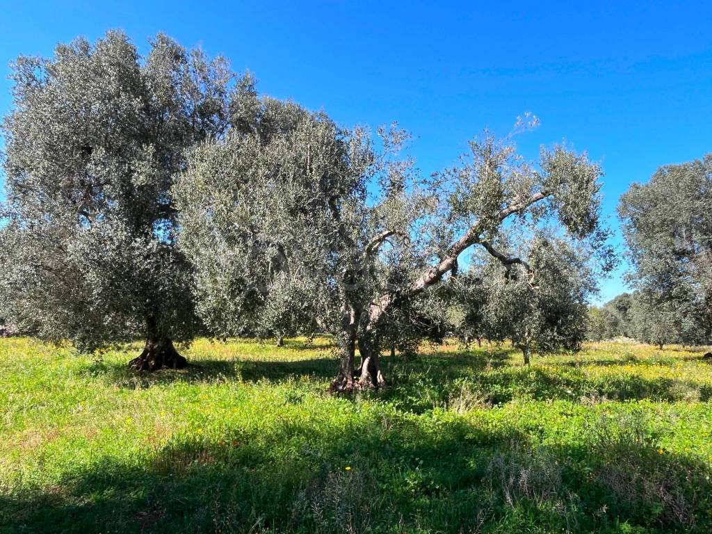 immagine annuncio 7 di 11