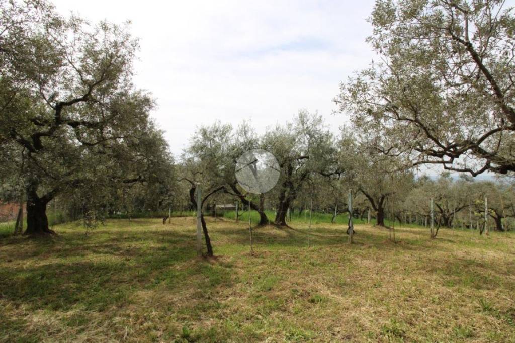 immagine annuncio 7 di 11