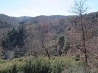 Terreno agricolo all'asta a monte san savino via la costa