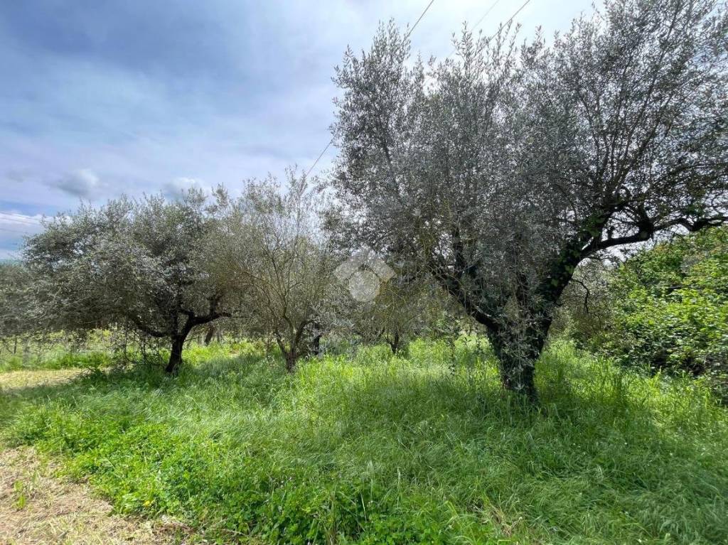 immagine annuncio 2 di 13