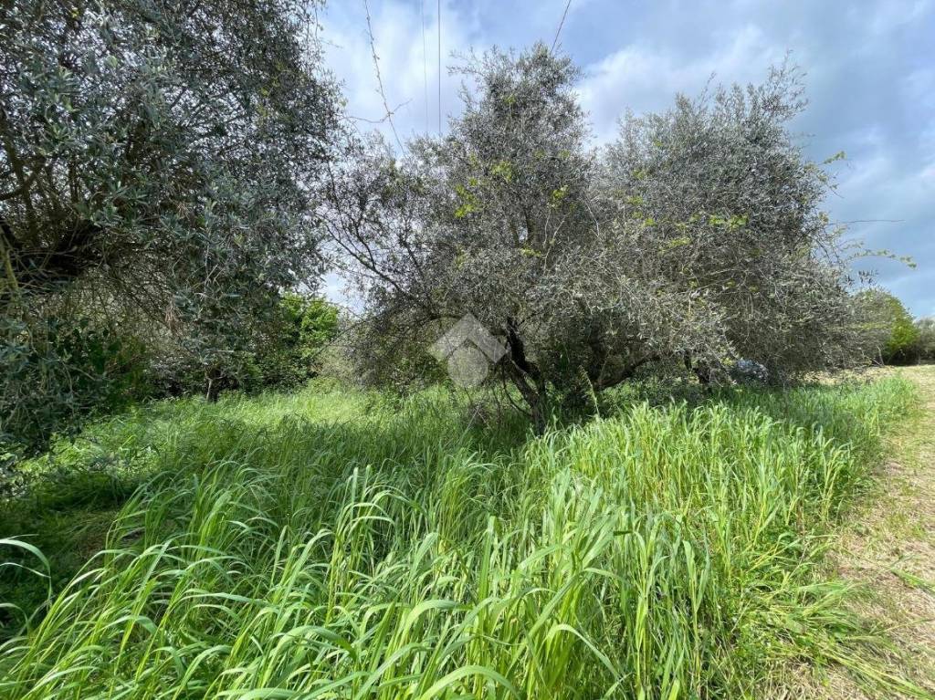 immagine annuncio 3 di 13