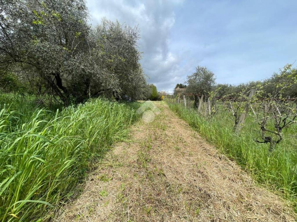 immagine annuncio 4 di 13